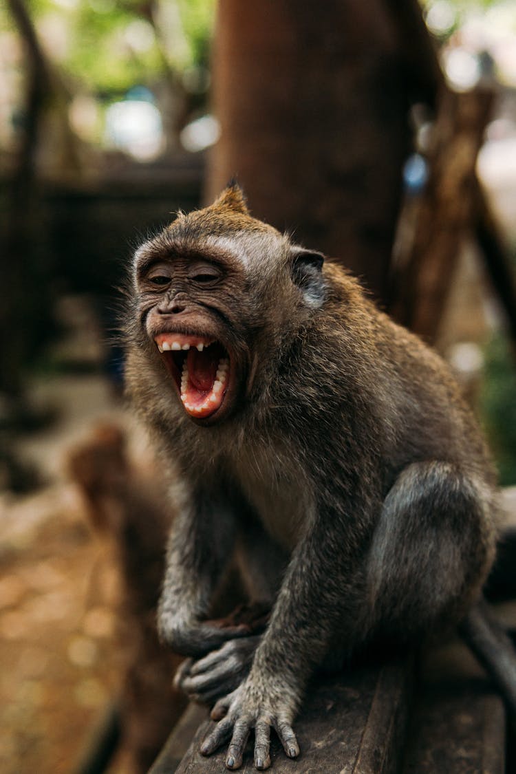 Small Monkey Screaming In Zoo