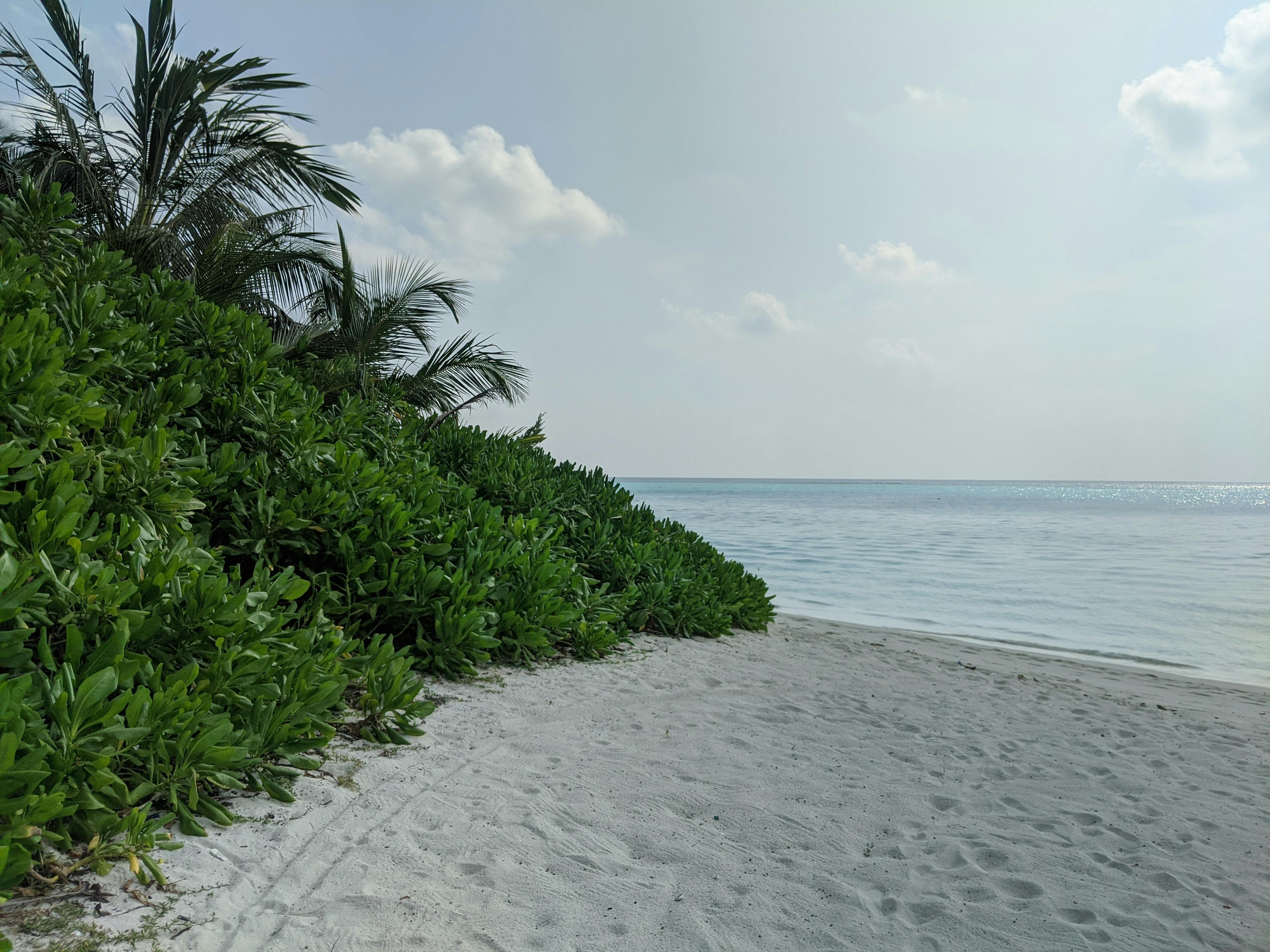 sandy beach with green vegetation