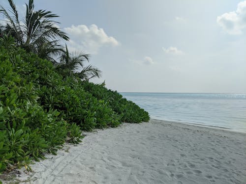 Sandy coast with lush green bush and palms near endless rippling sea in tropical resort on summer day in nature