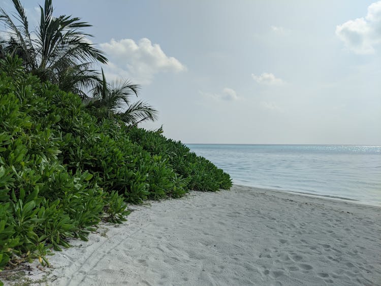 Sandy Beach With Green Vegetation