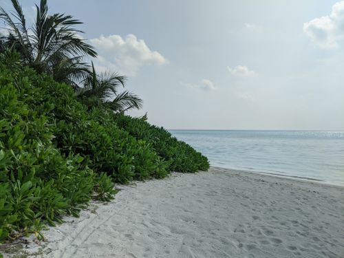 Free Sandy coast with lush green bush and palms near endless rippling sea in tropical resort on summer day in nature Stock Photo