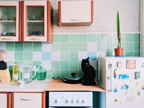 Cute black cat sitting on electric cooker in kitchen with cupboards and utensils near refrigerator with magnets in light apartment