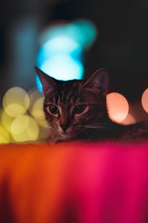 Free stock photo of 85mm, at home, cat
