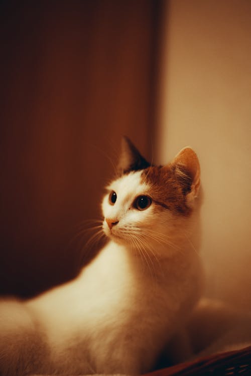 A Close-Up Shot of a Cat