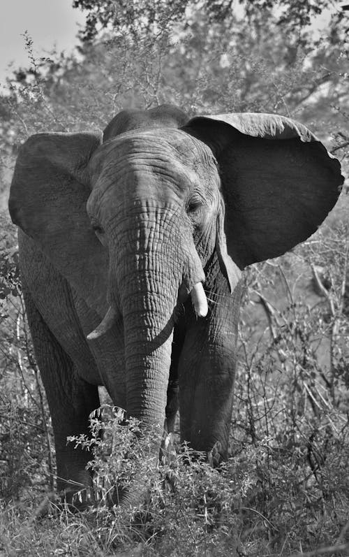 A Grayscale Photo of an Elephant