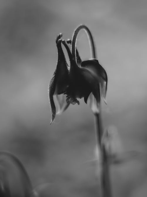 alan, aquilegia vulgaris, arka plan bulanık içeren Ücretsiz stok fotoğraf