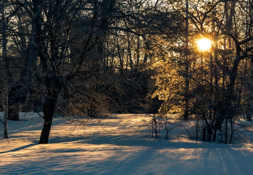 Serene winter landscape with sunlight filtering through snow-covered trees, casting long shadows.
