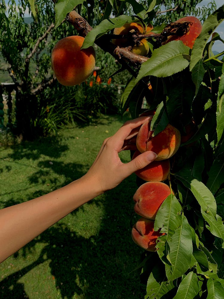 A Person Picking Fresh Peaches