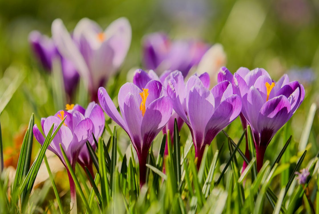 A Close-Up Shot of Crocus Flowers in Bloom