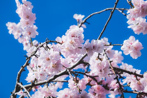 Fotos de stock gratuitas de al aire libre, cerezos en flor, de cerca
