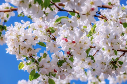 Ilmainen kuvapankkikuva tunnisteilla kasvikunta, kirsikankukat, kirsikankukka