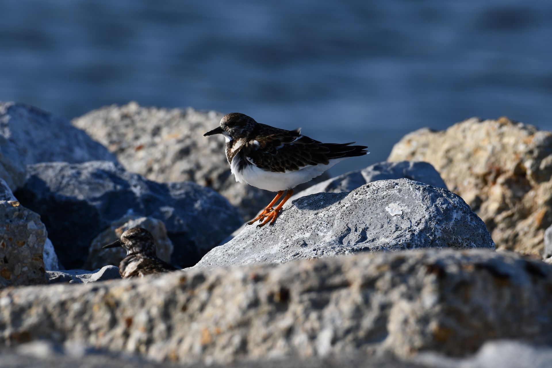 Close-up of a Ruddy Turnstone perched on rocks at Diamondhead shoreline.