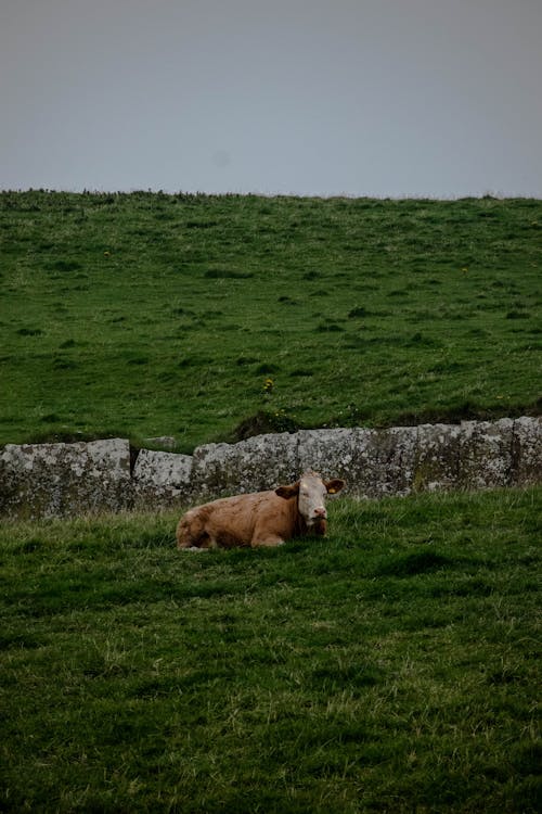 Immagine gratuita di animale, bestiame, campagna