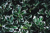 户外花园中五彩绿叶的天然景观细节