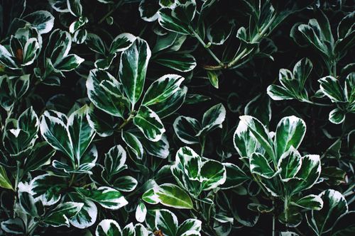 Free A detailed view of variegated green leaves in a natural outdoor garden setting. Stock Photo