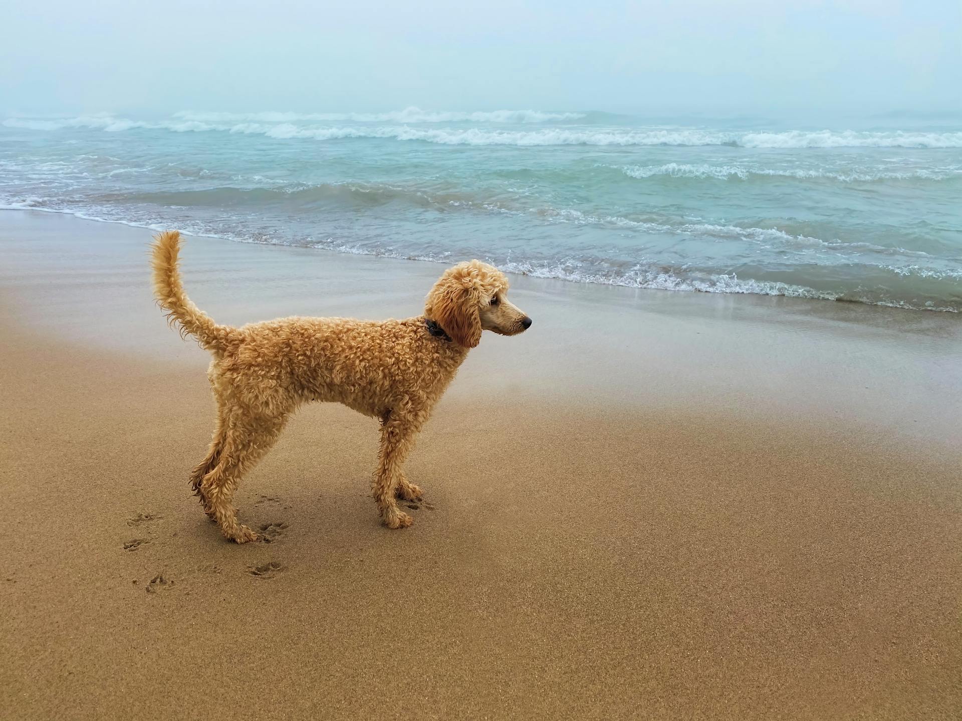 Adorable purebred dog with curly fur contemplating stormy ocean from sandy coast while looking away under light sky