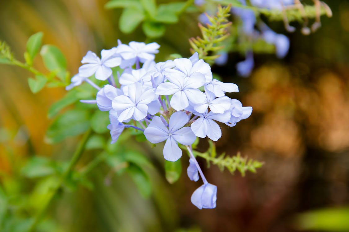 Free stock photo of bunch of flowers, flower, flower garden