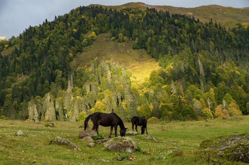 Bezpłatne Darmowe zdjęcie z galerii z drzewa, konie, krajobraz Zdjęcie z galerii
