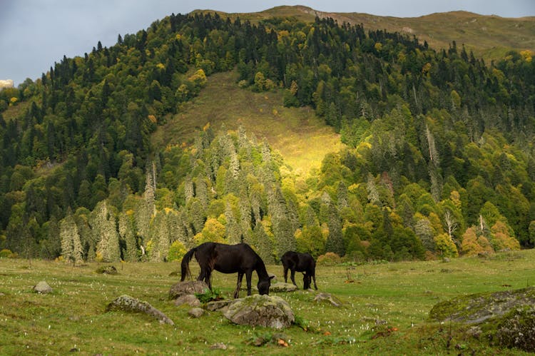 Horses On Meadow Near Hill