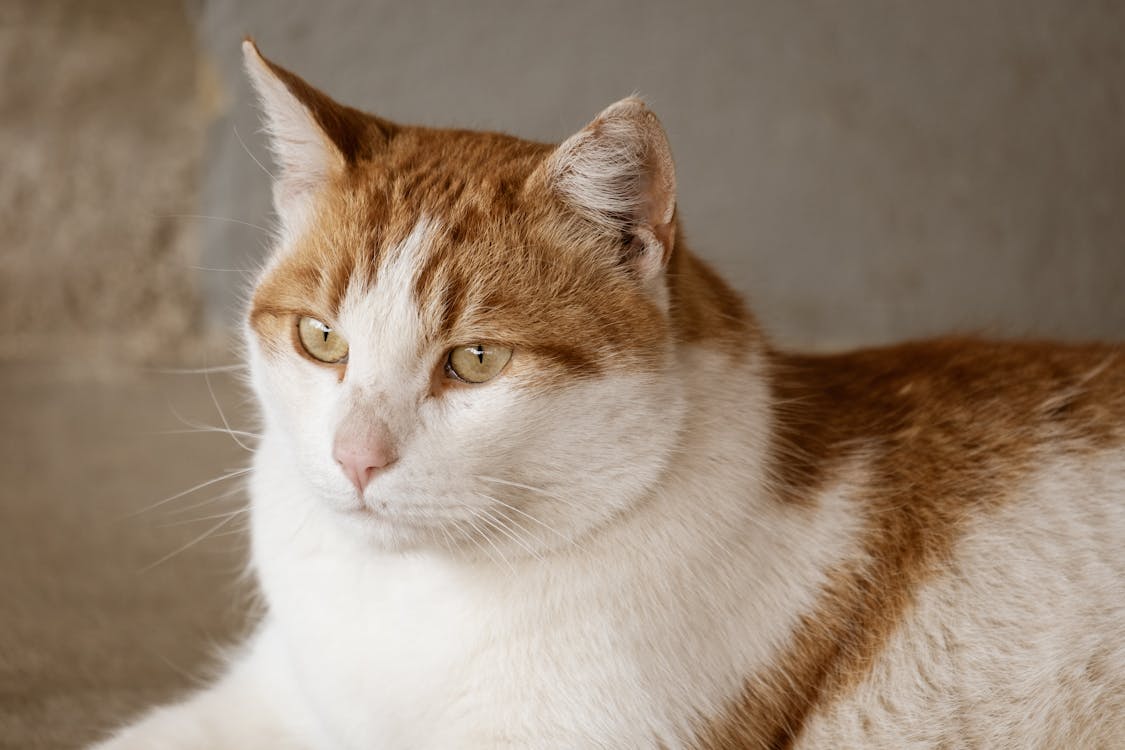 Close-Up Shot of Brown and White Cat