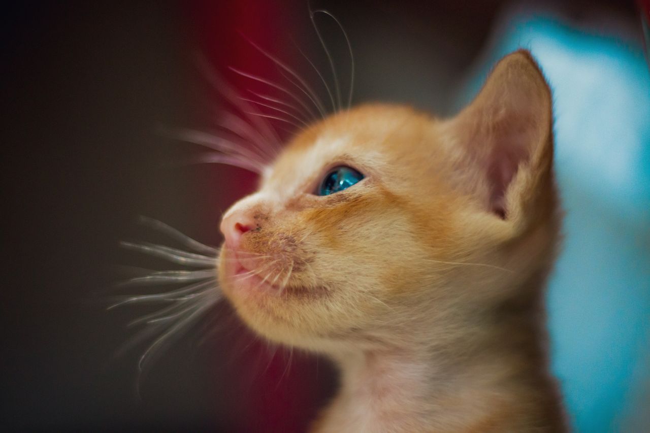 adorable little domestic cat with red fur blue eyes and long whiskers