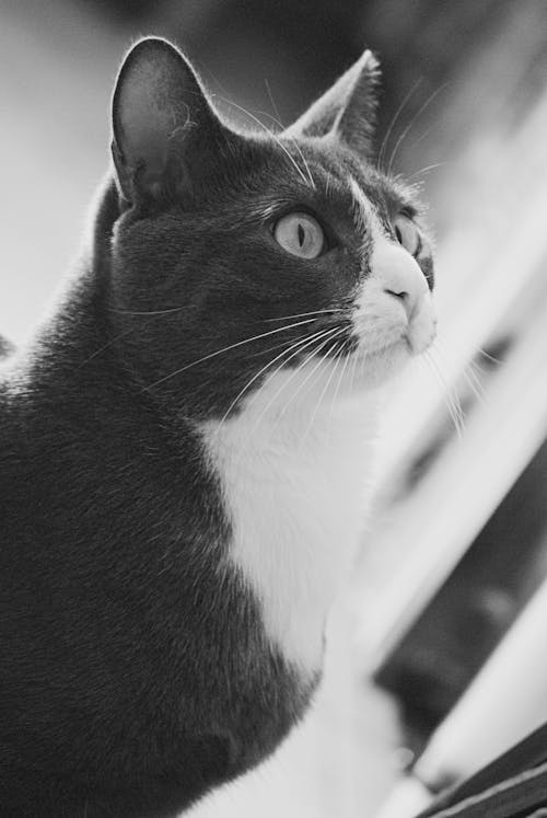 Free Grayscale Photo of a Cat Stock Photo