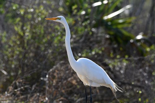 Free Selective Focus Photo of a White Great Egret Stock Photo