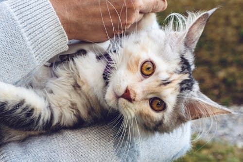Free Close-Up Shot of a Cute Cat Lying on a Person's Lap Stock Photo