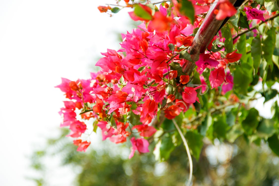 Free stock photo of beautiful flowers, bunch of flowers, flower