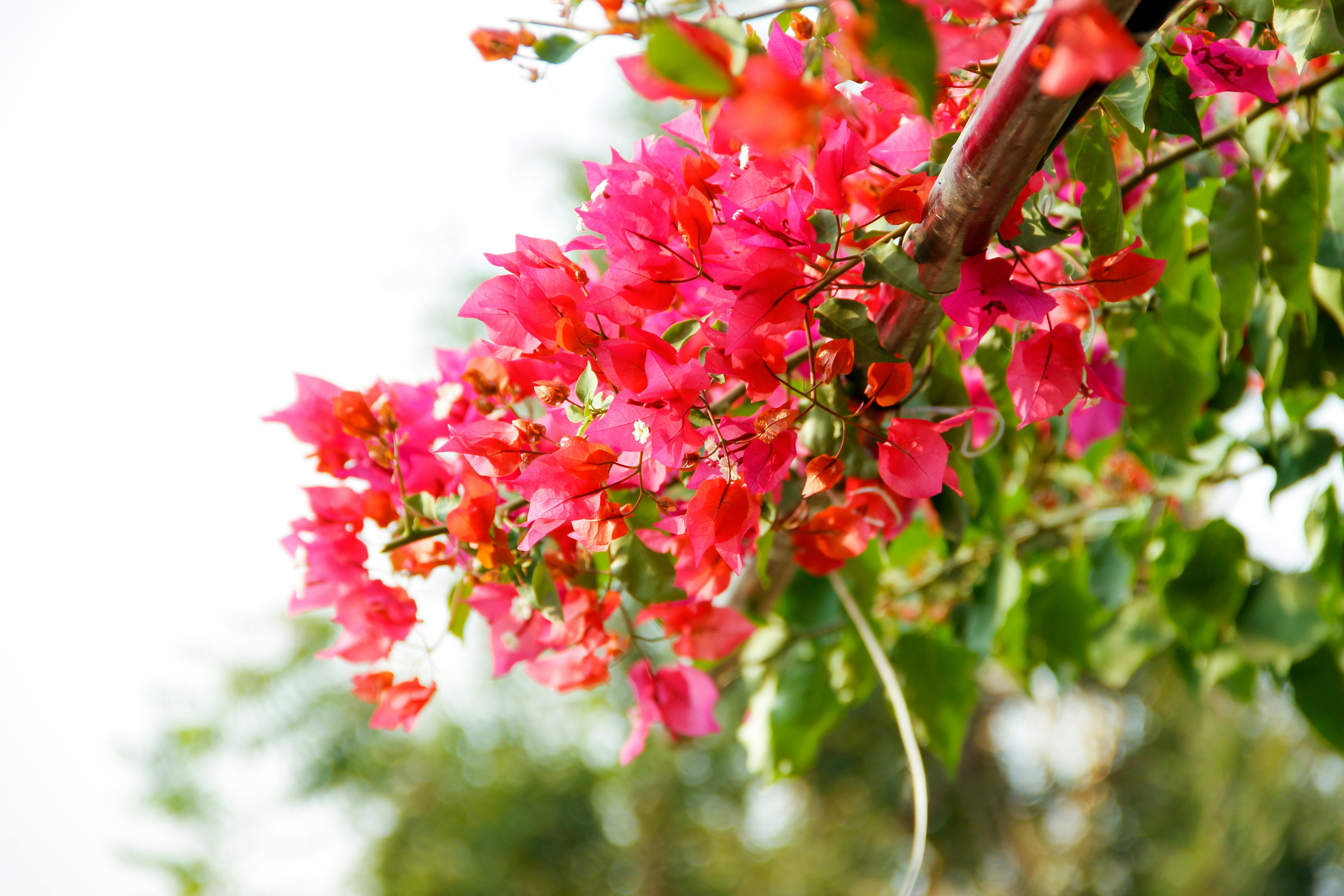 美しい花 花 花束の無料の写真素材