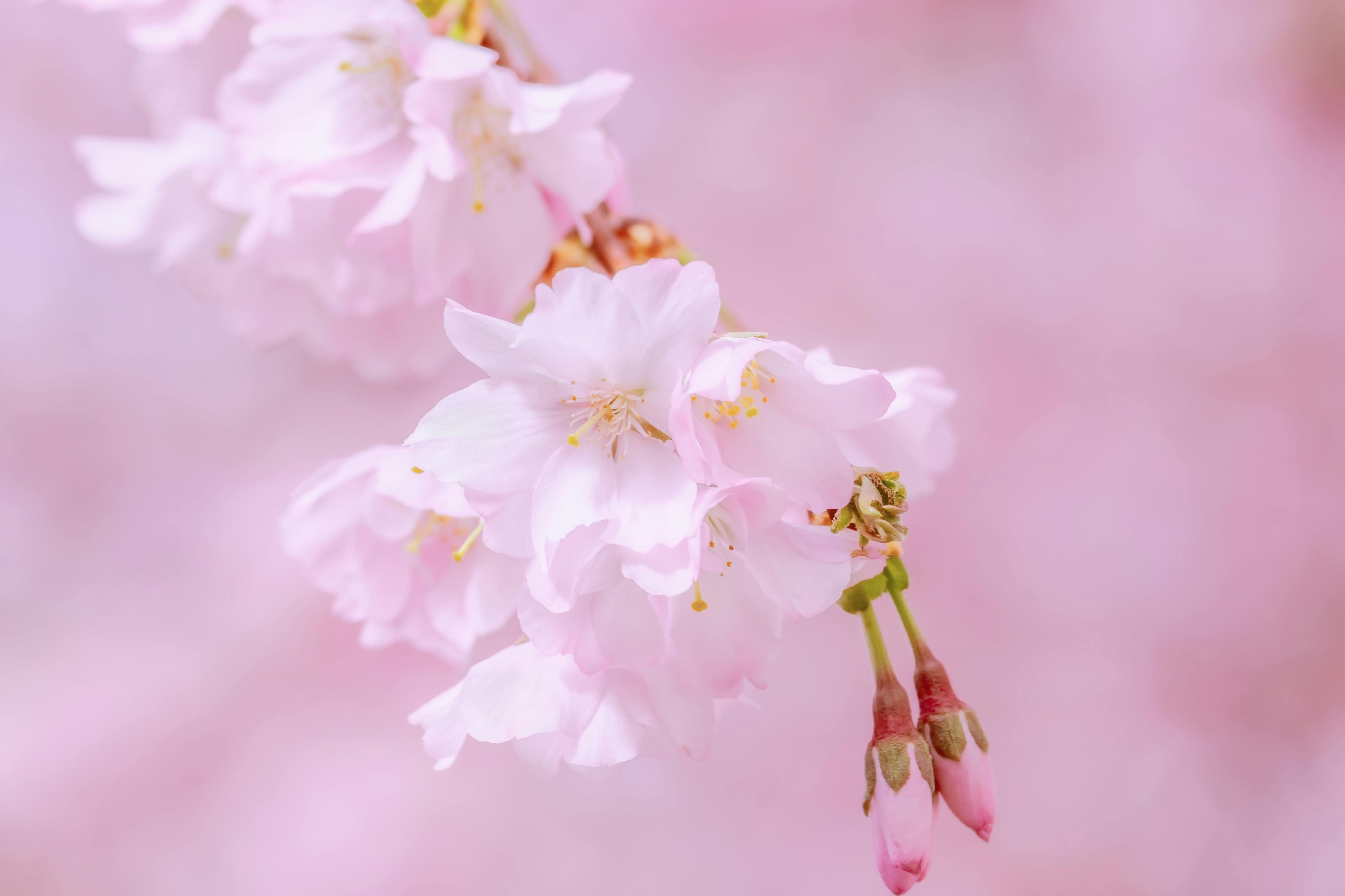 Close-up of cherry blossoms with delicate pink petals, capturing the essence of spring.