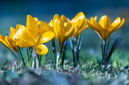 Kostnadsfri bild av gula blommor, kronblad, närbild skott