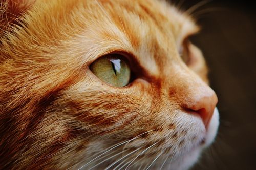 Free Detailed close-up shot of a ginger cat's face highlighting its green eyes and whiskers. Stock Photo