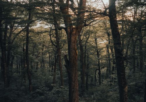 Free Experience tranquility in a dense forest during dusk, with warm light filtering through the trees. Stock Photo