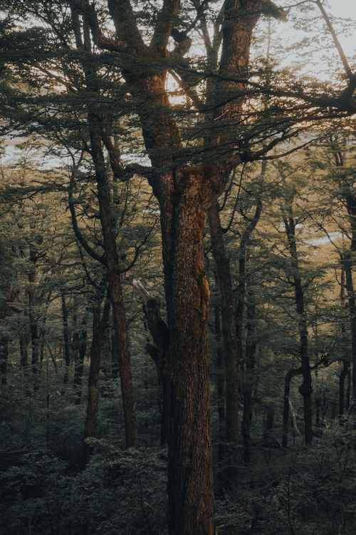 Free A tranquil view of dense forest trees during golden hour, capturing the serenity of nature's landscape. Stock Photo