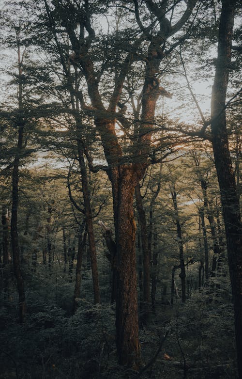 Imagine de stoc gratuită din arbori, centrale, codru