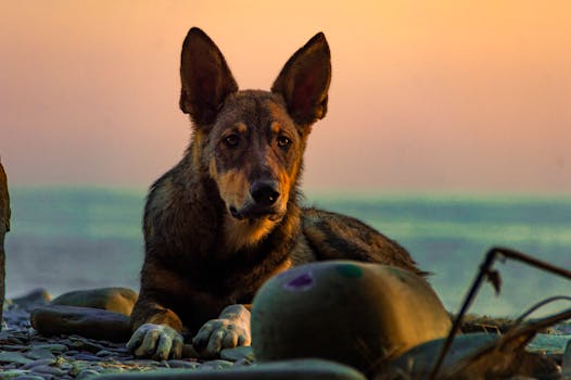 A German Shepherd dog relaxing on a stony beach during a beautiful sunset.
