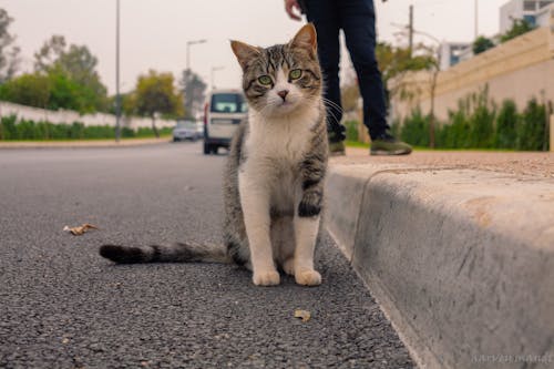 Photo of a Brown and White Tabby Cat Near the Sidewalk