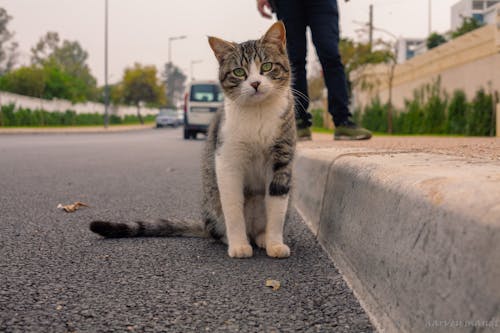 Ingyenes stockfotó aranyos, bajusz, cirmos cica témában