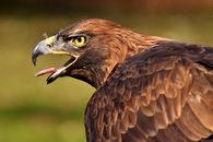Brown and White Eagle Flying