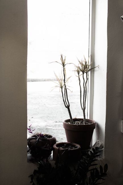 A minimalist display of potted succulents by a bright window, highlighting indoor greenery.