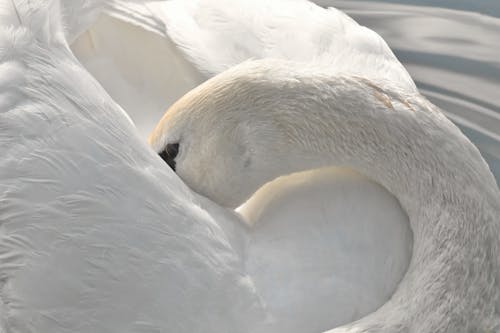 Close-up Shot of a White Swan