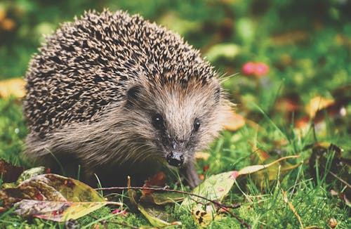 Close-Up Photo of a Cute Hedgehog on the Grass