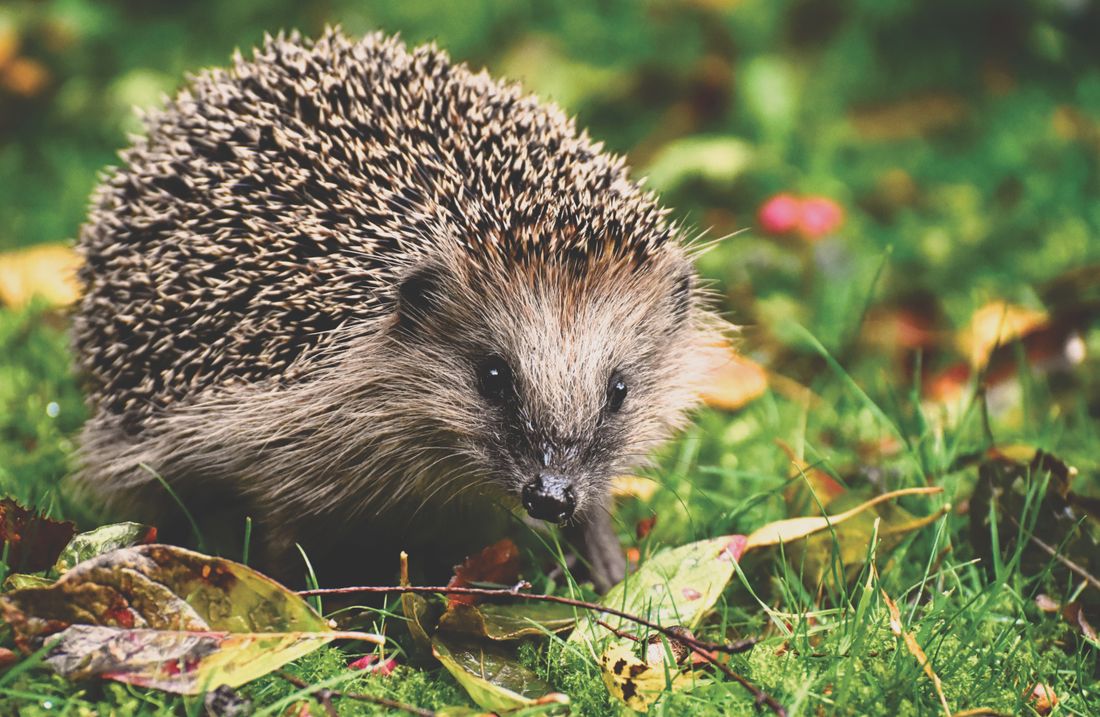 Een egel in het gras tussen herfstbladeren