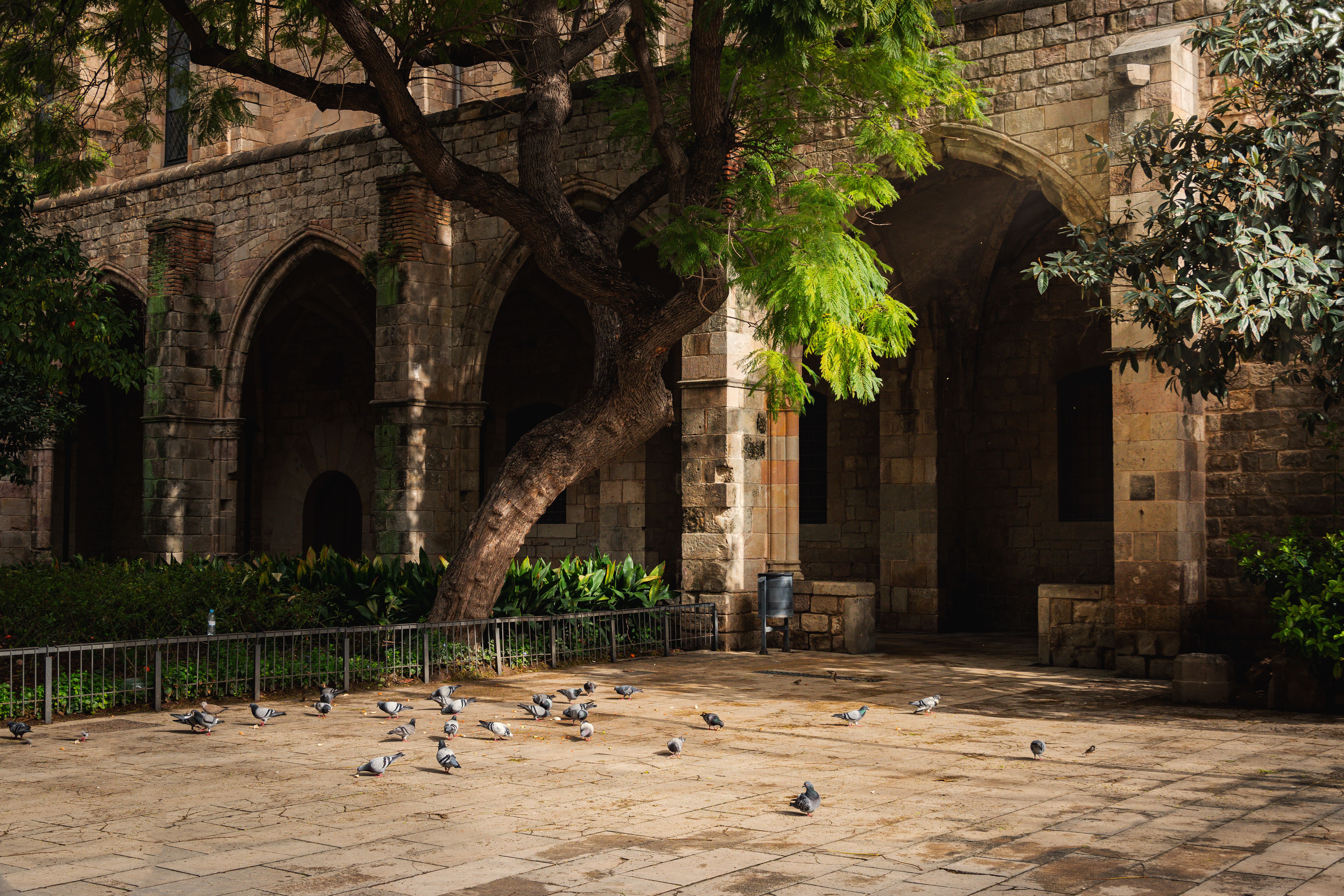 Historic courtyard in Barcelona with pigeons, arches, and lush greenery. - Barcelona