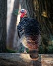 Adorable domestic turkey sitting on tree trunk and looking away