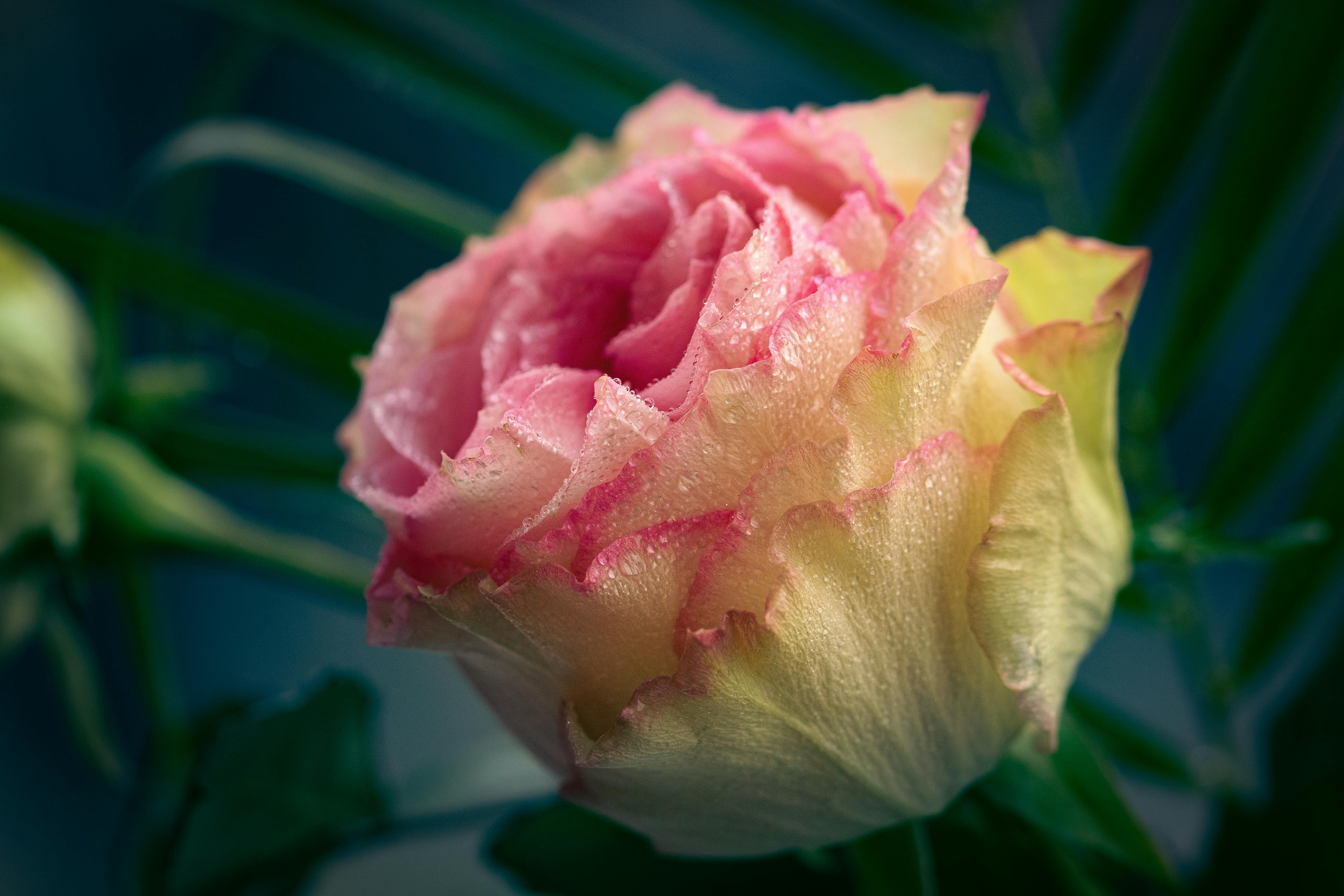 Aktienchart mit Candlesticks und Indikatoren für den Swing-Handel