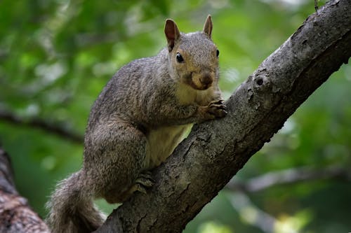 Selective Focus Photo of a Brown Squirrel on a Tree