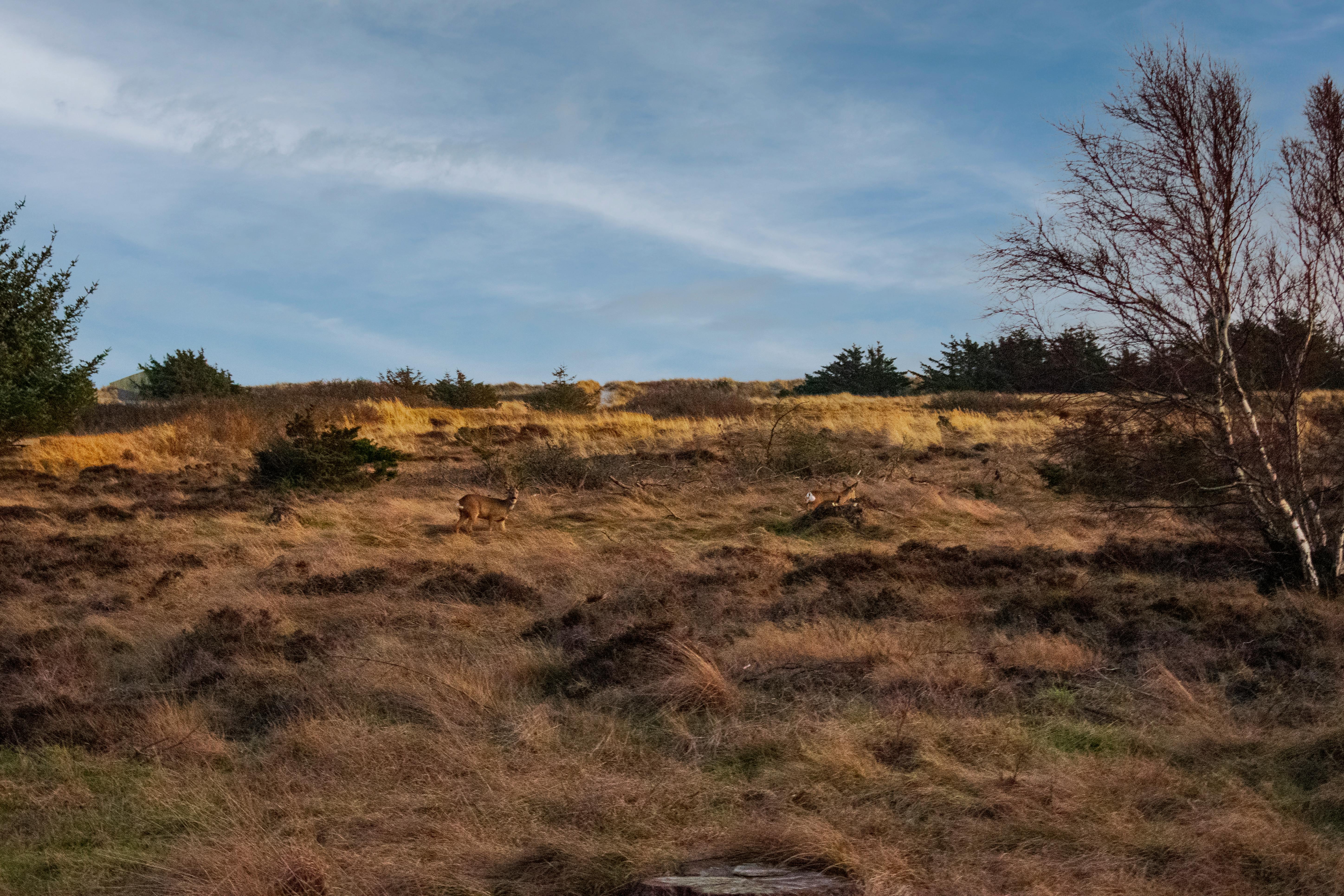 Stock market chart on a screen, representing swing trading.