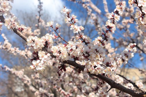 Free White Cherry Blossoms in Close Up Photography Stock Photo